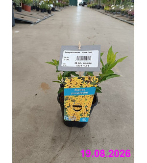 Forsythia interm. 'Week End' C 1,4 L